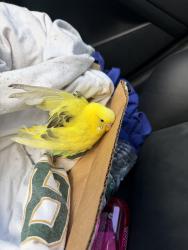 Found/Stray Unknown Bird last seen Cross island expressway , The Bronx, NY 10462