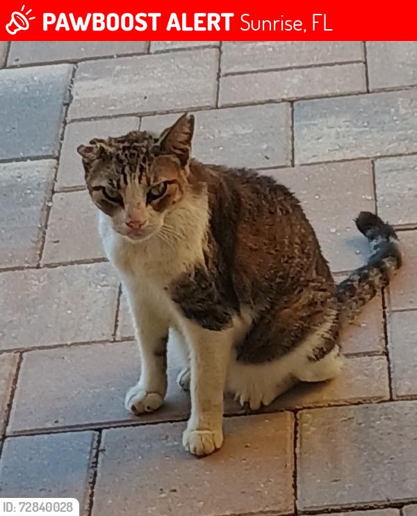 Lost Female Cat last seen Sawgrass elementary, Sunrise, FL 33323