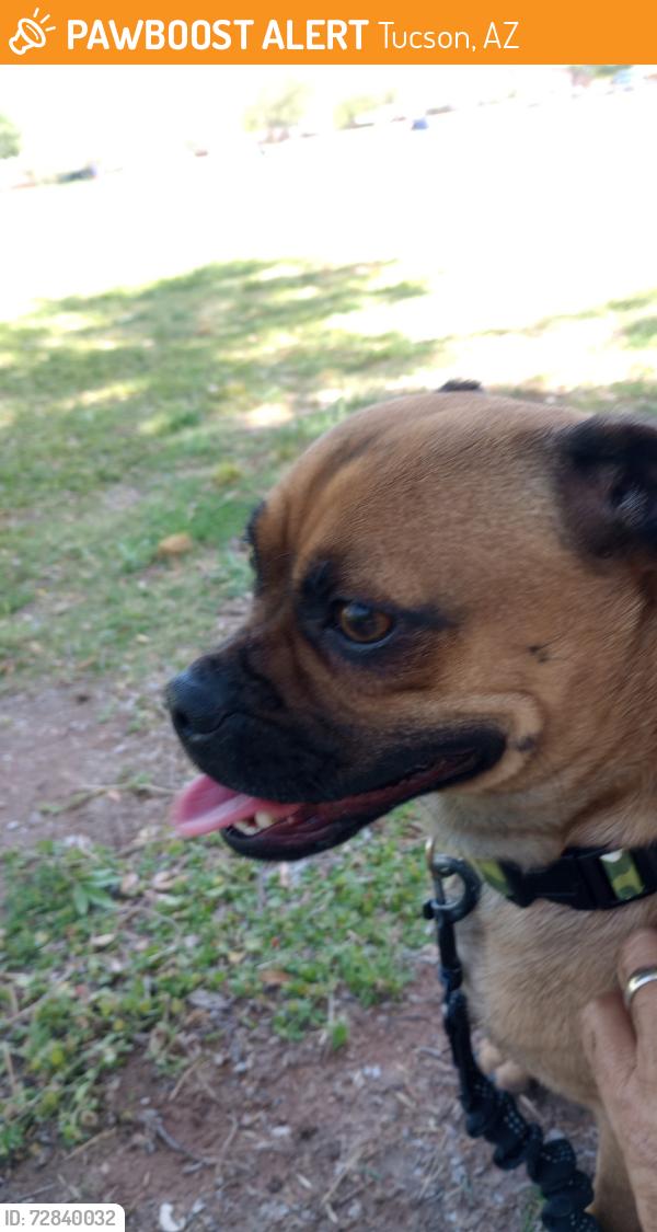 Found/Stray Male Dog last seen Park Ave & Drexel Rd,Tucson, AZ, Tucson, AZ 85706