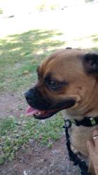 Found/Stray Male Dog last seen Park Ave & Drexel Rd,Tucson, AZ, Tucson, AZ 85706