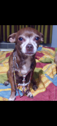 Reunited Male Dog last seen Elsegundo and san pedro, West Rancho Dominguez, CA 90061