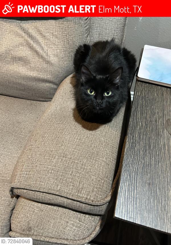 Lost Female Cat last seen Kelinski Rd, Baese Rd, Bode Rd, Elm Mott, TX 76640