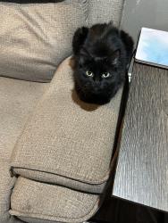 Lost Female Cat last seen Kelinski Rd, Baese Rd, Bode Rd, Elm Mott, TX 76640