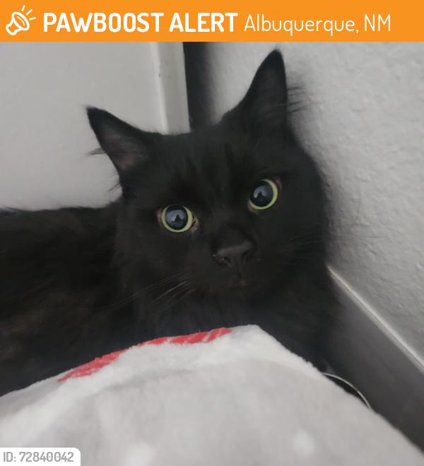 Found/Stray Female Cat last seen Gibson Blvd SE and San Pedro SE , Albuquerque, NM 87108