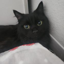 Found/Stray Female Cat last seen Gibson Blvd SE and San Pedro SE , Albuquerque, NM 87108