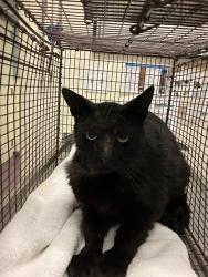 Shelter Stray Unknown Cat last seen Near BLOCK BLCK 57TH ST, LONG BEACH, CA, 90805, Long Beach, CA 90815