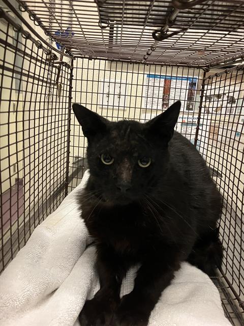 Shelter Stray Unknown Cat last seen Near BLOCK BLCK 57TH ST, LONG BEACH, CA, 90805, Long Beach, CA 90815