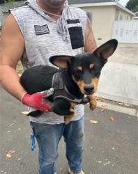 Shelter Stray Male Dog last seen Near BLK FASHION AVE, LB 90810, Long Beach, CA 90815