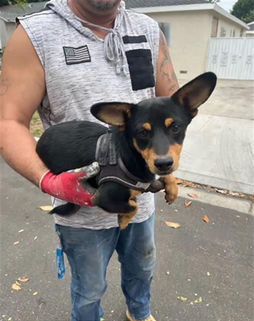 Shelter Stray Male Dog last seen Near BLK FASHION AVE, LB 90810, Long Beach, CA 90815