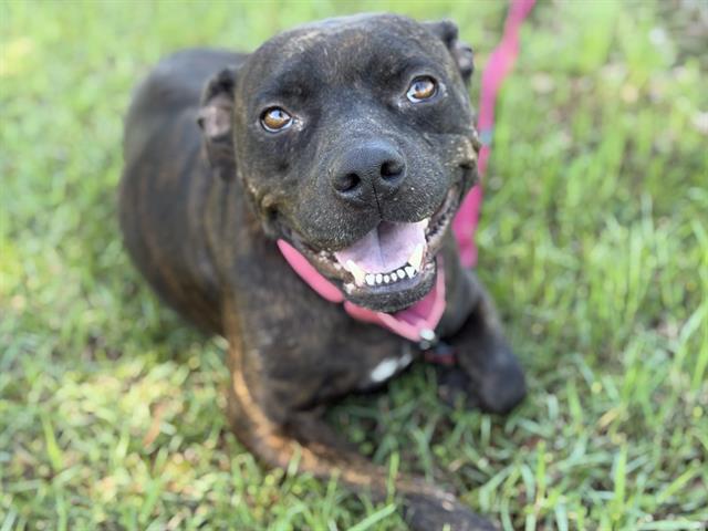 Shelter Stray Female Dog last seen Near BLOCK FLICKER RD, TALLAHASSEE FL 32305, Tallahassee, FL 32311