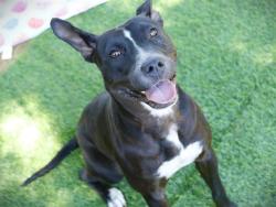Shelter Stray Female Dog last seen Near BLOCK ROBERTS AVE, TALLAHASSEE FL 32310, Tallahassee, FL 32311