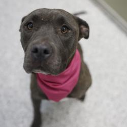Shelter Stray Female Dog last seen BARNEY AVE, San Antonio, TX 78227
