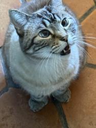 Lost Male Cat last seen Hill St and Paseo de Onata, Española, NM 87532