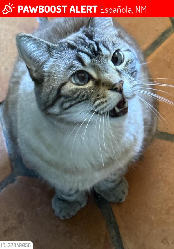 Lost Male Cat last seen Hill St and Paseo de Onata, Española, NM 87532