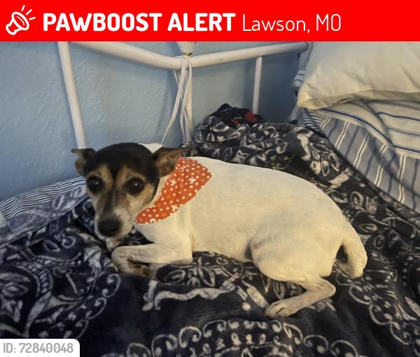 Lost Female Dog last seen River Fishing Rd/ Sweet RD , Lawson, MO 64062