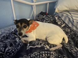 Lost Female Dog last seen River Fishing Rd/ Sweet RD , Lawson, MO 64062