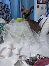 Lost Male Dog last seen Clinton and McKinley, Fresno, CA 93705