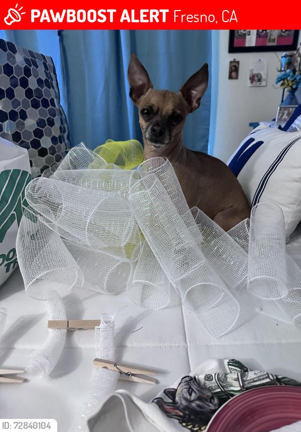 Lost Male Dog last seen Clinton and McKinley, Fresno, CA 93705