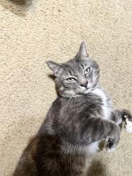 Lost Male Cat last seen Harvest Meadows Dr and Mutton Hollow Rd, Sevier County, TN 37764