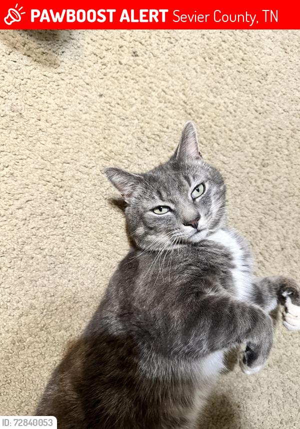 Lost Male Cat last seen Harvest Meadows Dr and Mutton Hollow Rd, Sevier County, TN 37764