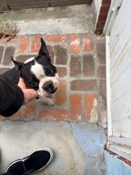 Found/Stray Male Dog last seen Goodbee street, Pico Rivera, CA 90660