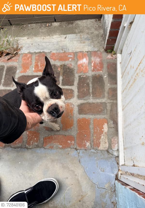 Found/Stray Male Dog last seen Goodbee street, Pico Rivera, CA 90660