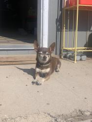 Lost Male Dog last seen Foothill & Telesfor, Albuquerque, NM 87105