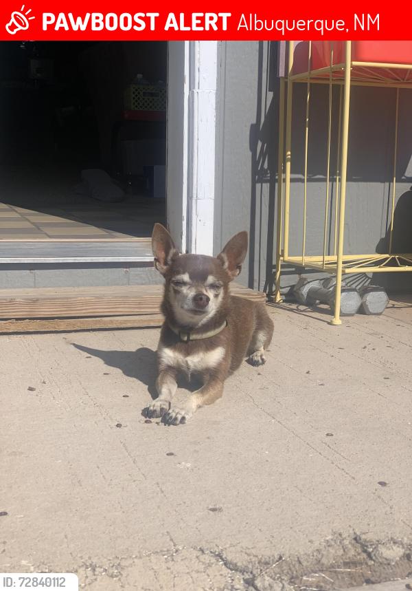 Lost Male Dog last seen Foothill & Telesfor, Albuquerque, NM 87105