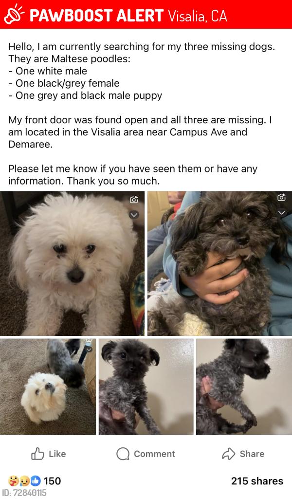 Lost Male Dog last seen Demaree and campus ave , Visalia, CA 93277