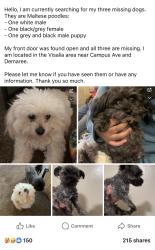 Lost Male Dog last seen Demaree and campus ave , Visalia, CA 93277