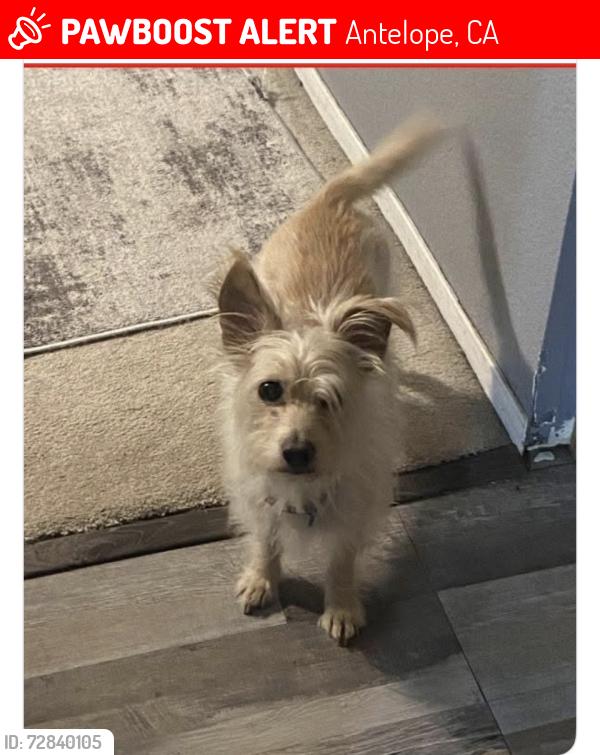 Lost Male Dog last seen Stroud and WHITE Spruce, Antelope, CA 95843