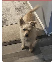 Lost Male Dog last seen Stroud and WHITE Spruce, Antelope, CA 95843