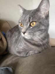 Lost Female Cat last seen Near , Halethorpe, MD 21227