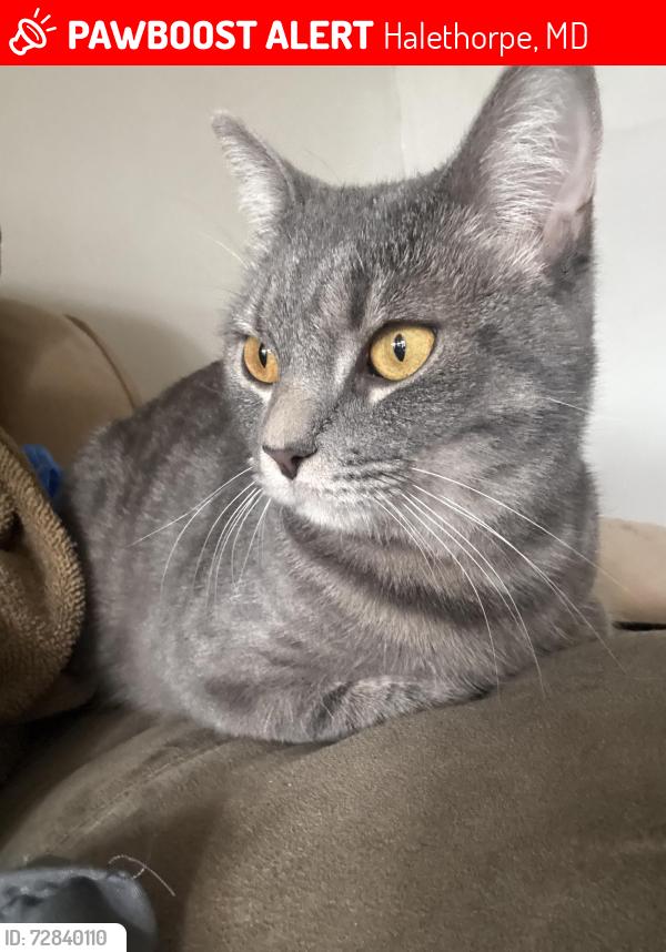 Lost Female Cat last seen Near , Halethorpe, MD 21227