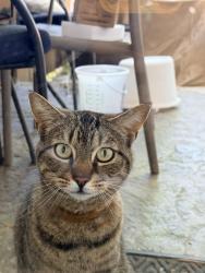 Found/Stray Male Cat last seen North Church Hill, S St, Richmond, VA 23223