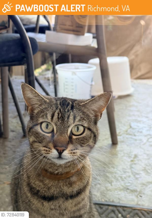 Found/Stray Male Cat last seen North Church Hill, S St, Richmond, VA 23223