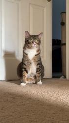 Lost Male Cat last seen Cumblerland Lakes Housing community, Indianapolis, IN 46229