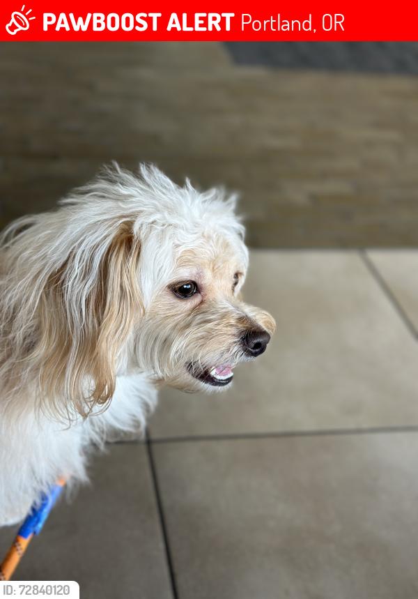 Lost Male Dog last seen 26th Ave and capital hyw , Portland, OR 97219
