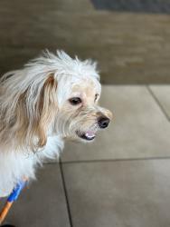 Lost Male Dog last seen 26th Ave and capital hyw , Portland, OR 97219