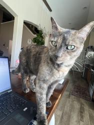 Lost Female Cat last seen Canterbury Park, Pearland, TX 77584