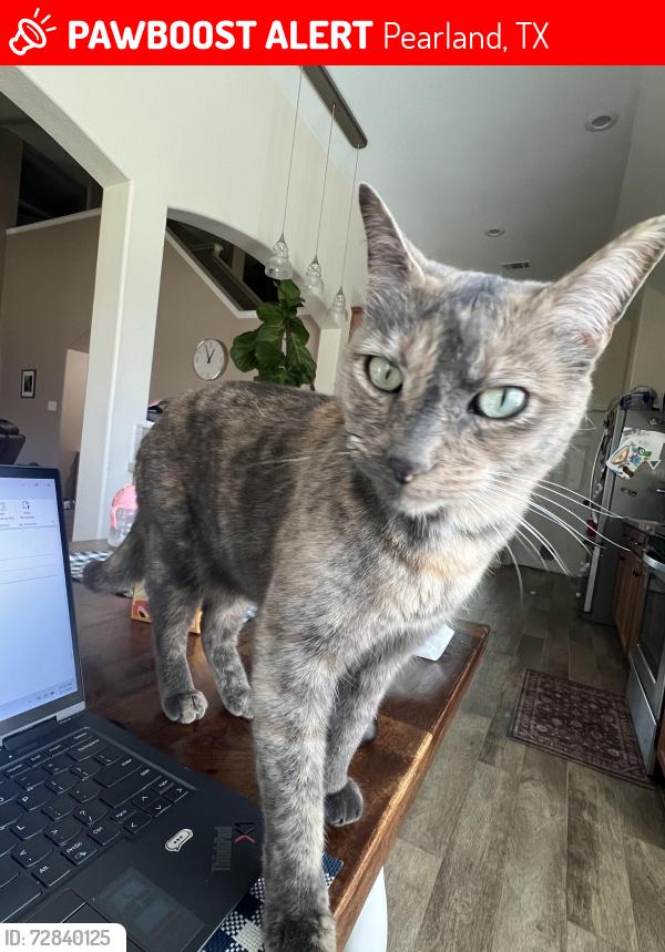 Lost Female Cat last seen Canterbury Park, Pearland, TX 77584