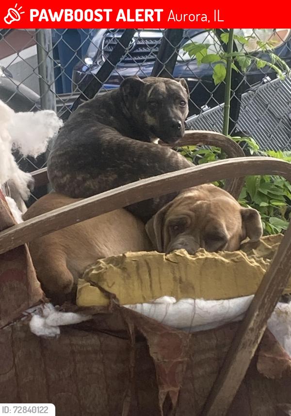 Lost Female Dog last seen Smith & newyork, Aurora, IL 60505