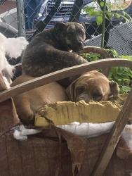 Lost Female Dog last seen Smith & newyork, Aurora, IL 60505