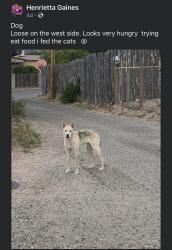 Found/Stray Unknown Dog last seen Near a fenced yard, Española, NM 87532