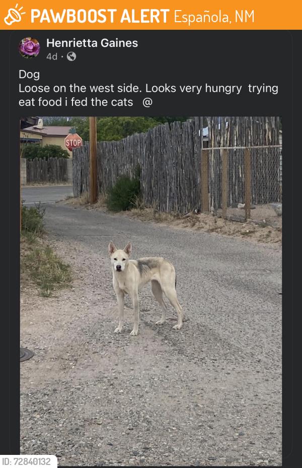 Found/Stray Unknown Dog last seen Near a fenced yard, Española, NM 87532