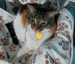 Lost Female Cat last seen Osage Valley, San Antonio, TX 78251