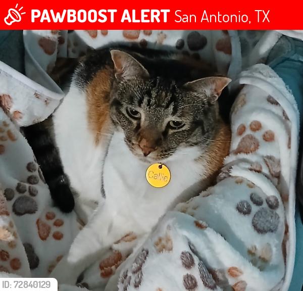 Lost Female Cat last seen Osage Valley, San Antonio, TX 78251