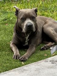 Found/Stray Male Dog last seen 1545nw 130 th st , North Miami, FL 33167