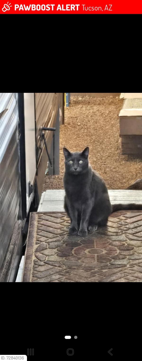 Lost Male Cat last seen Columbus 22nd area, Tucson, AZ 85711