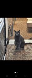Lost Male Cat last seen Columbus 22nd area, Tucson, AZ 85711